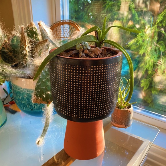 Handmade By Me Planter Terracota Dot 🔮 - Picture 5 of 16